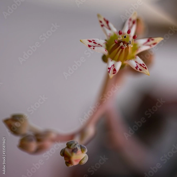 Fototapeta Macro flowers