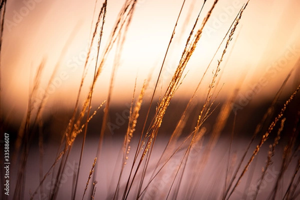 Obraz Sonnengras
