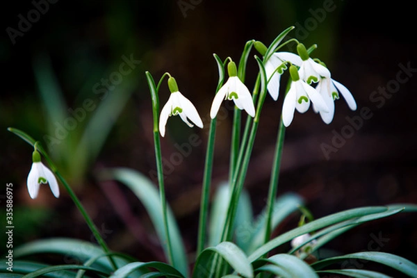 Obraz Schneeglöckchen