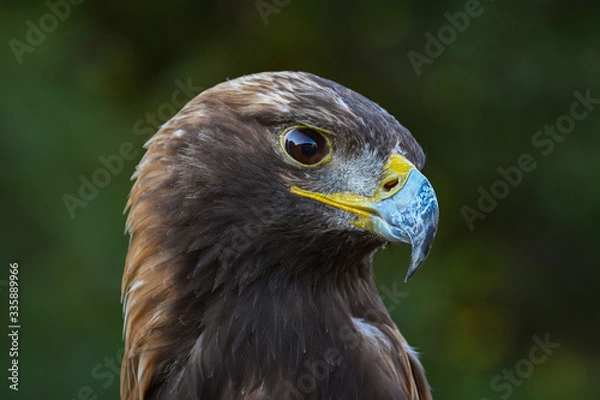 Obraz Golden Eagle closeup portrait of raptor in wildlife rescue in Auburn Alabama.