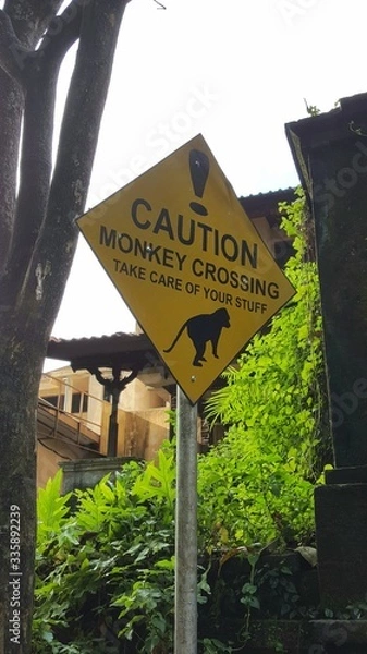 Fototapeta Monkey Crossing