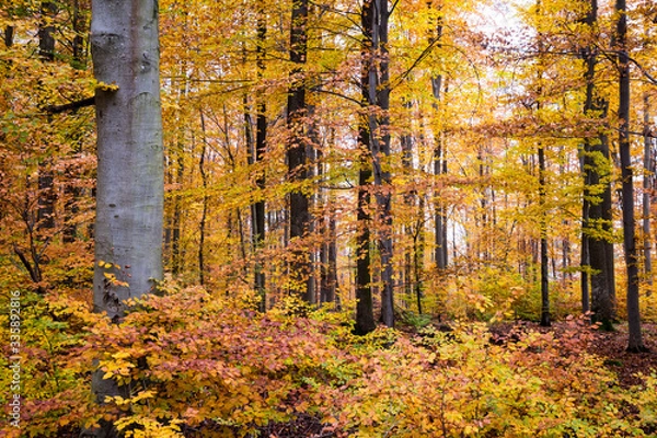 Obraz Herbstwald
