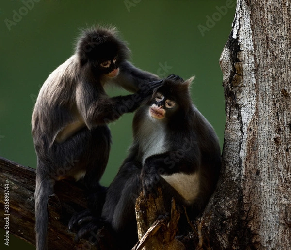 Obraz Spectacled  Monkeys in Action...