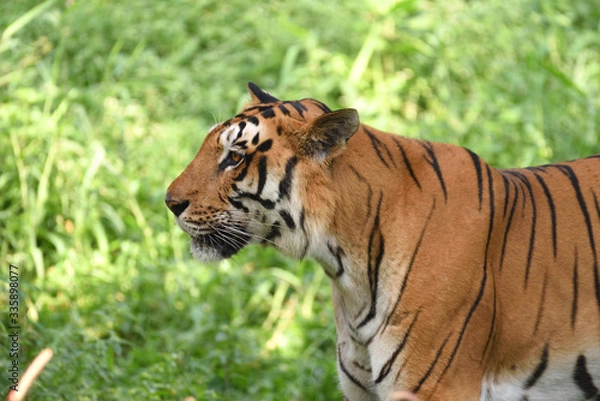 Obraz The Big Cat : Tiger