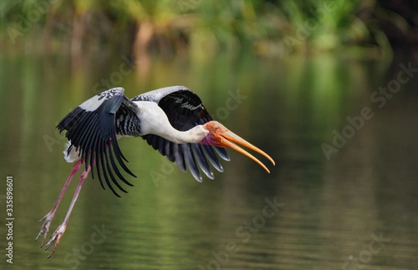 Obraz Painted Stork in Flight