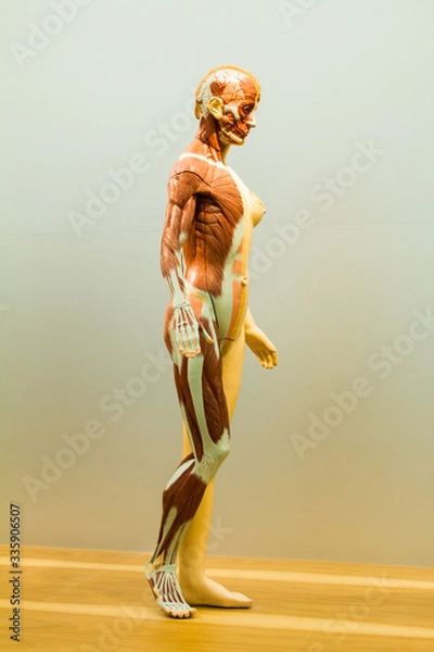 Obraz Full female anatomical model side view