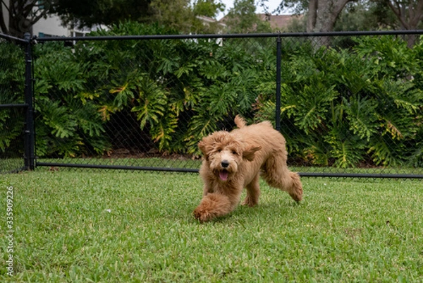 Obraz dog in the park