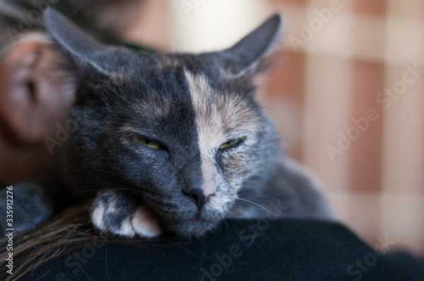 Fototapeta beautiful double color face female cat on the shoulder of her human
