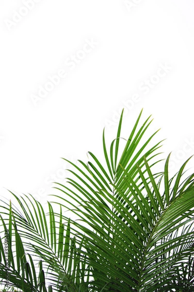 Fototapeta palmenblatt