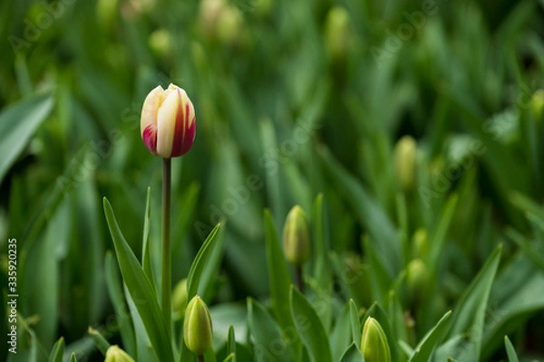 Obraz tulip