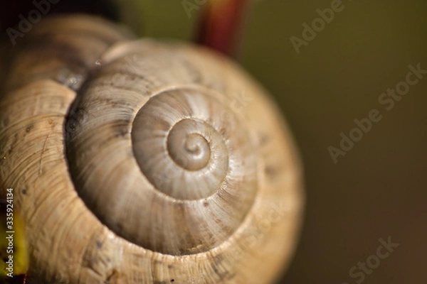 Fototapeta Extreme macro of a snail shell