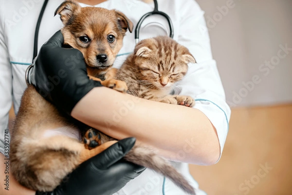 Fototapeta Veterinarian in black gloves with a dog and a cat in his hands