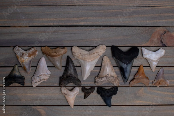 Obraz fossilized shark teeth