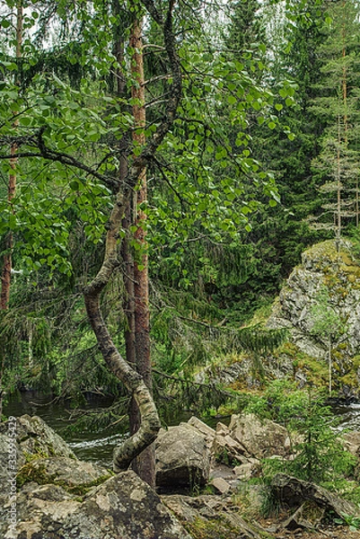 Obraz tree in the forest