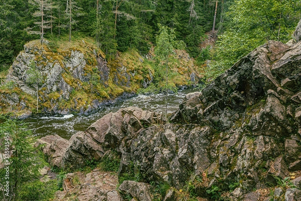 Fototapeta river in the forest