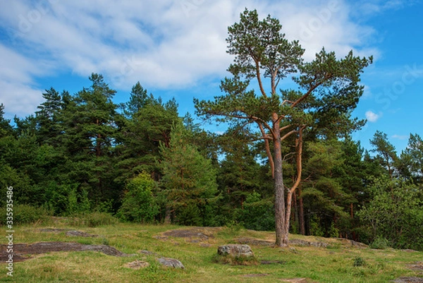 Obraz trees in the forest