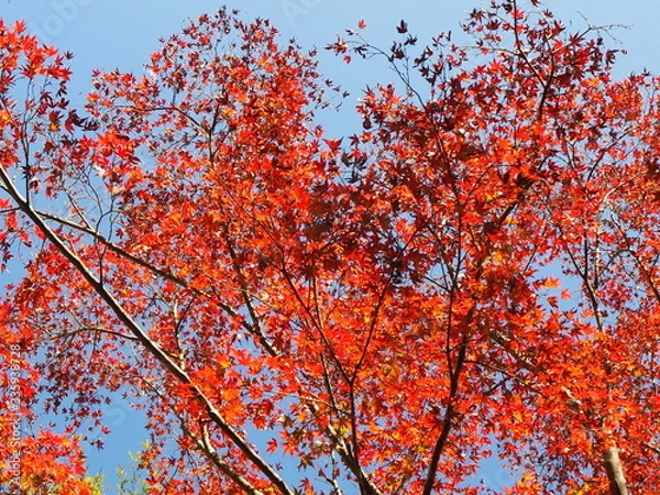 Fototapeta 養老渓谷の紅葉