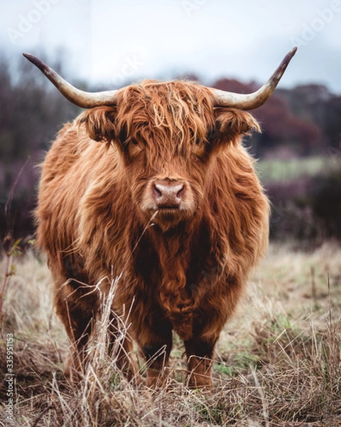 Obraz Highland cow doing his thing