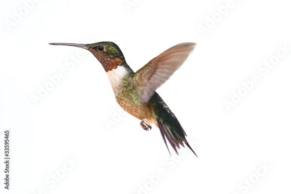 Obraz Isolated Ruby-throated Hummingbird