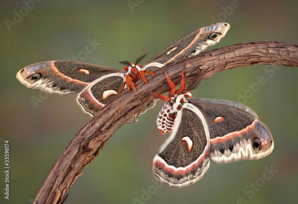 Obraz Two Cecropia moths on a vine