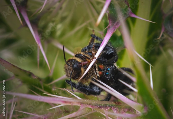 Fototapeta This Spider has Caught a Honeybee for Lunch