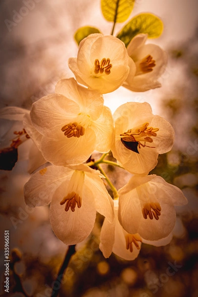 Fototapeta Silver Bells Hide a Stink Bug