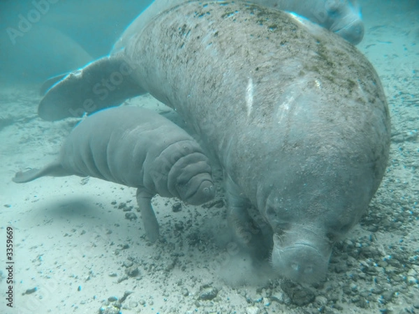 Obraz manatee lamantin