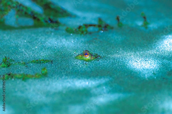 Fototapeta Sad Kermit