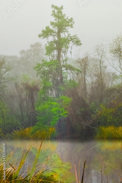 Fototapeta Highlighted Tree Amidst the Swamp Fog