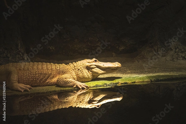Fototapeta Albino Alligator with Reflection