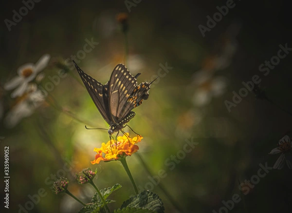 Fototapeta Butterfly on Lantana