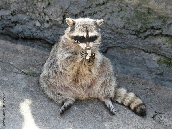 Obraz racoon