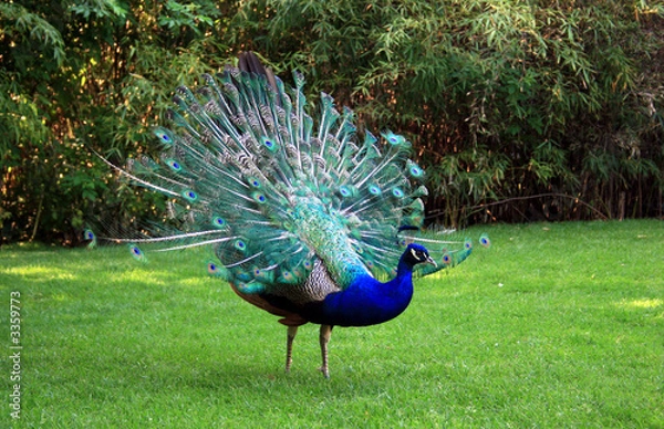 Obraz blauer pfau