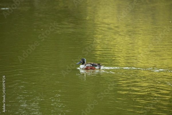 Obraz a green head duck with long beak swimming in the pond inside park