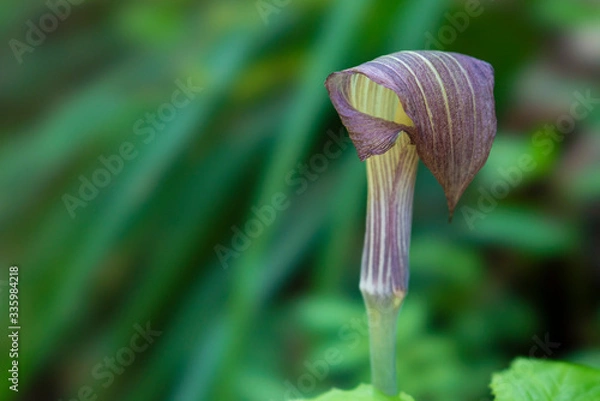 Obraz ウラシマソウ（浦島草）