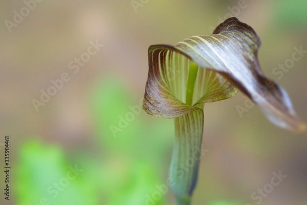 Obraz ウラシマソウ（浦島草）