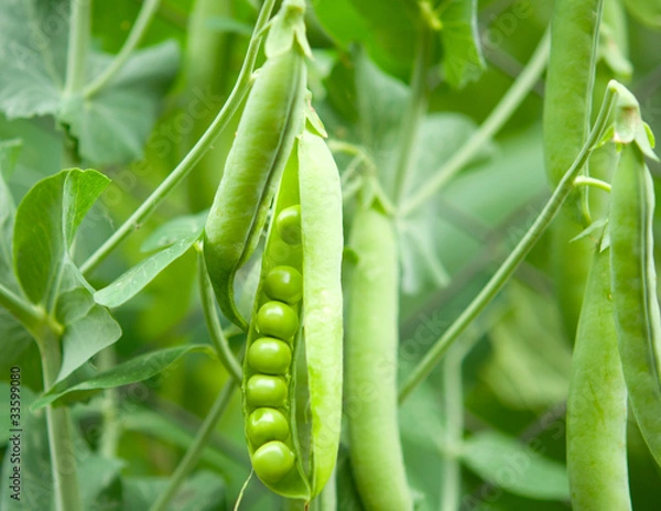Fototapeta peas