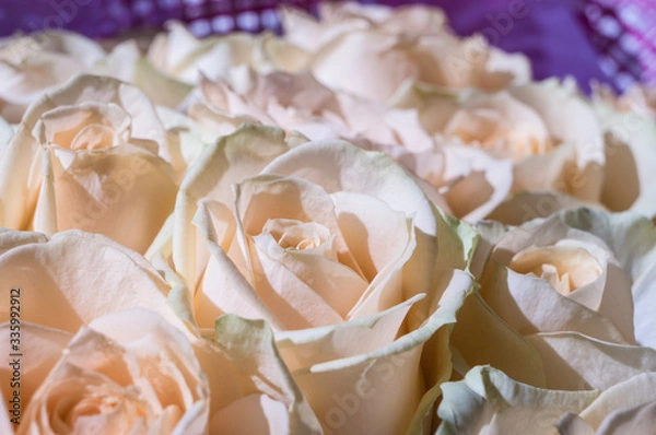 Obraz close-up of delicate pink and white roses in a bouquet of white roses for a special day in purple paper