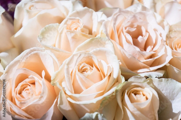 Obraz close-up of a pink and white rose in a bouquet of white roses for a special day