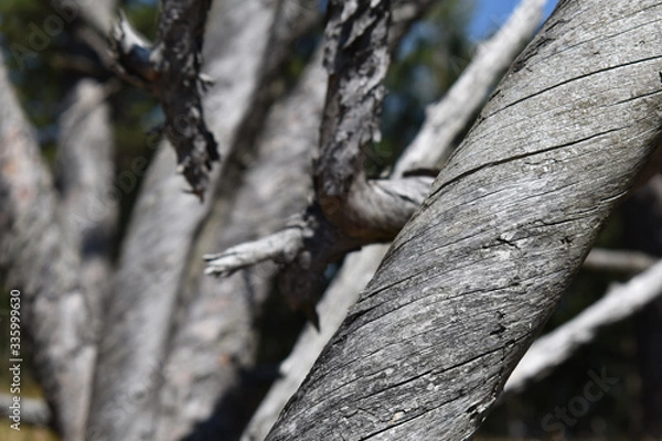 Fototapeta Altes Holz der Föhre, an exponierter Stelle mit gedrehtem Holz