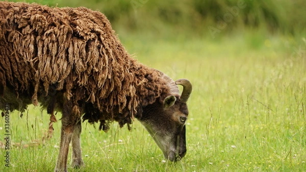Obraz Soay sheep in spring on a green field
