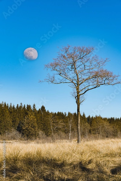 Obraz Brackvenn Mond