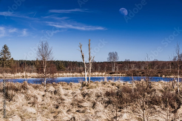 Obraz Toter Baum am See