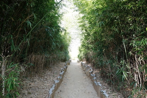 Fototapeta 대나무 숲길이 보이는 아름다운 풍경