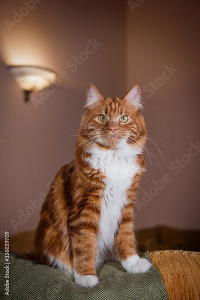Obraz A photo of Kurilian bobtail cat