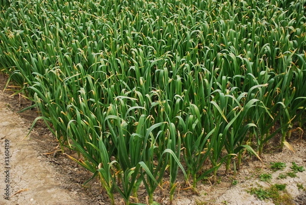 Obraz Garlic Field
