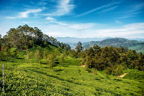Fototapeta Beautiful view of tea plantation near Haputale, Sri Lanka. Landscape of green fields of tea with mountains on background. Lipton's Seat.