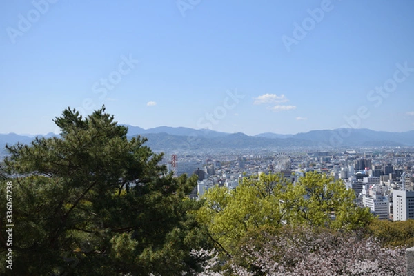 Fototapeta 松山城　桜