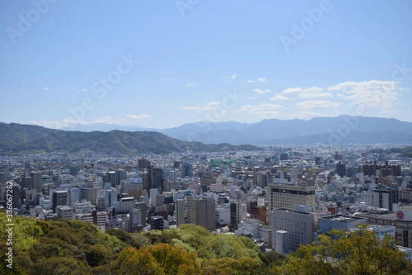 Fototapeta 松山城　桜