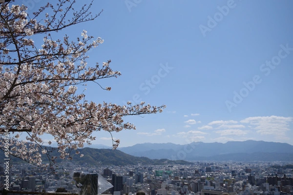Fototapeta 松山城　桜